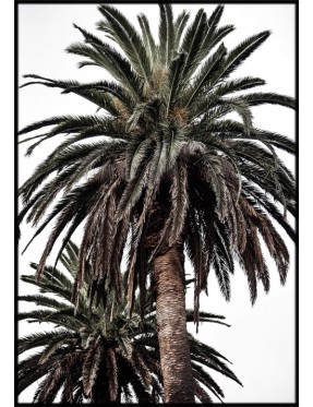 Arabian Palms