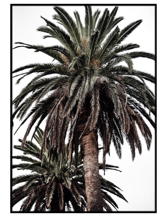 Arabian Palms