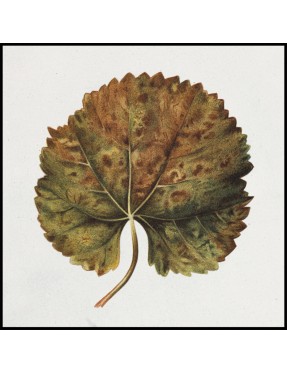 Rustic Leaf