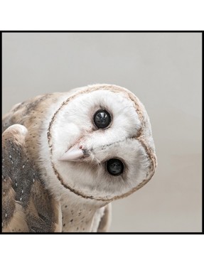 Owl Tilt