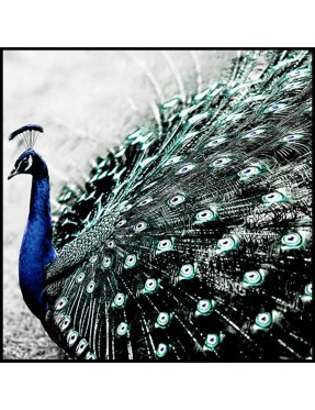 Peacock Spread