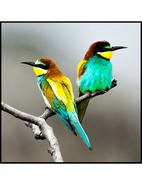 Bird Duo