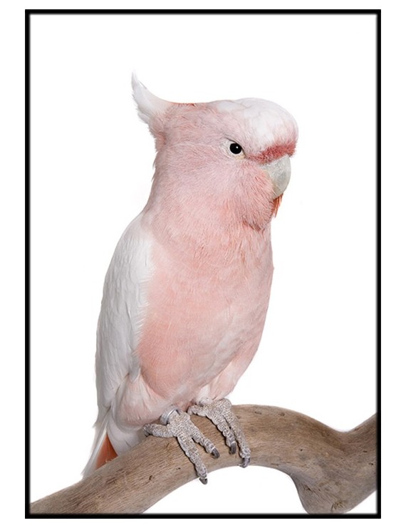 Pink Bird