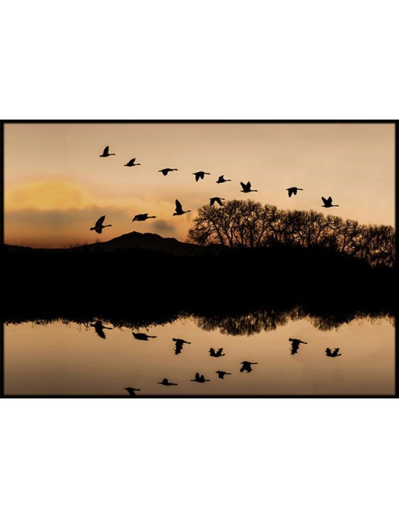 Sunset Birds landscape