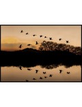 Sunset Birds landscape