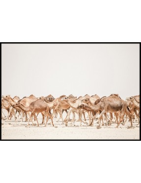 Moraccan Camels