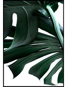 Green Palm