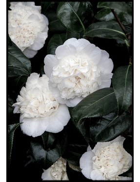 Bloom White